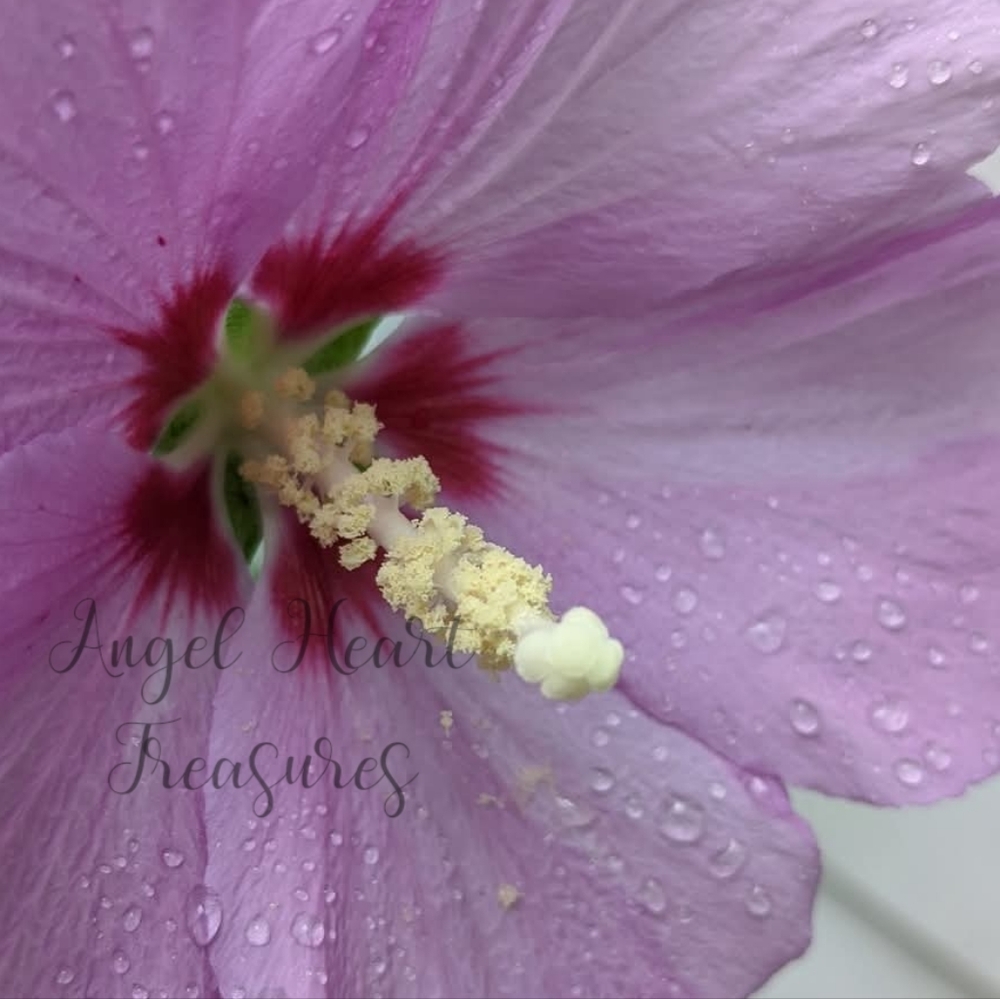 4x6 Original Nature Photography Of Pink Hibiscus Bloom Up Close Photo Pr…